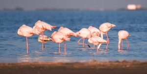 پیش‌بینی فرود گونه‌های بیشتر پرندگان در تالاب میانکاله