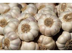 کشت سیر در ۳۰ هکتار از مزارع شهرستان گلوگاه