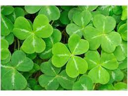 کشت شبدر در ۲۳۰۰ هکتار مزارع شهرستان جویبار