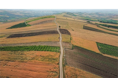 یارانه ۱۰۰ هزار تومانی بیمه برای هر هکتار از دیمزار در جهش تولید