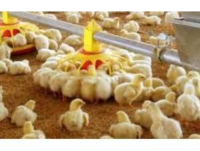 جوجه ریزی ۱۱.۵ میلیون قطعه ای در استان مازندران