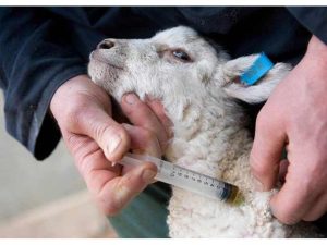 رایگان واکسینه شدن ۲۷ هزار راس دام در بابل