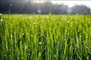 کاهش ۵۵ درصدی بارش باران استان مازندران – دی ماه ۱۴۰۱