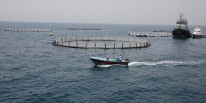 شروع طرح پرورش ماهی در قفس توسط صیادان شمالی