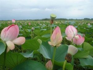 ثبت تالاب نیلوفر در استان مازندران در لیست آثار ملی کشور