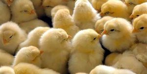 جوجه‌ریزی ۱۳ میلیون قطعه‌ای در استان مازندران/تولید ۲۵ هزار تن گوشت سفید