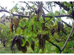 خسارت ۵۰۰ هکتار باغات گردوی شهرستان گلوگاه بر اثر سرما و یخبندان