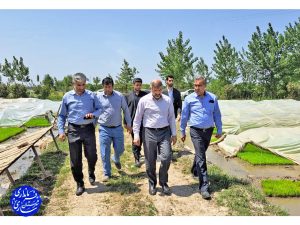 بازدید فرماندار مرکز مازندران از زمین های شالیزاری و کشاورزی در حال نشاء و آبندان روستاهای دامیر، گالشکلا و گلنشین بخش رودپی جنوبی ساری