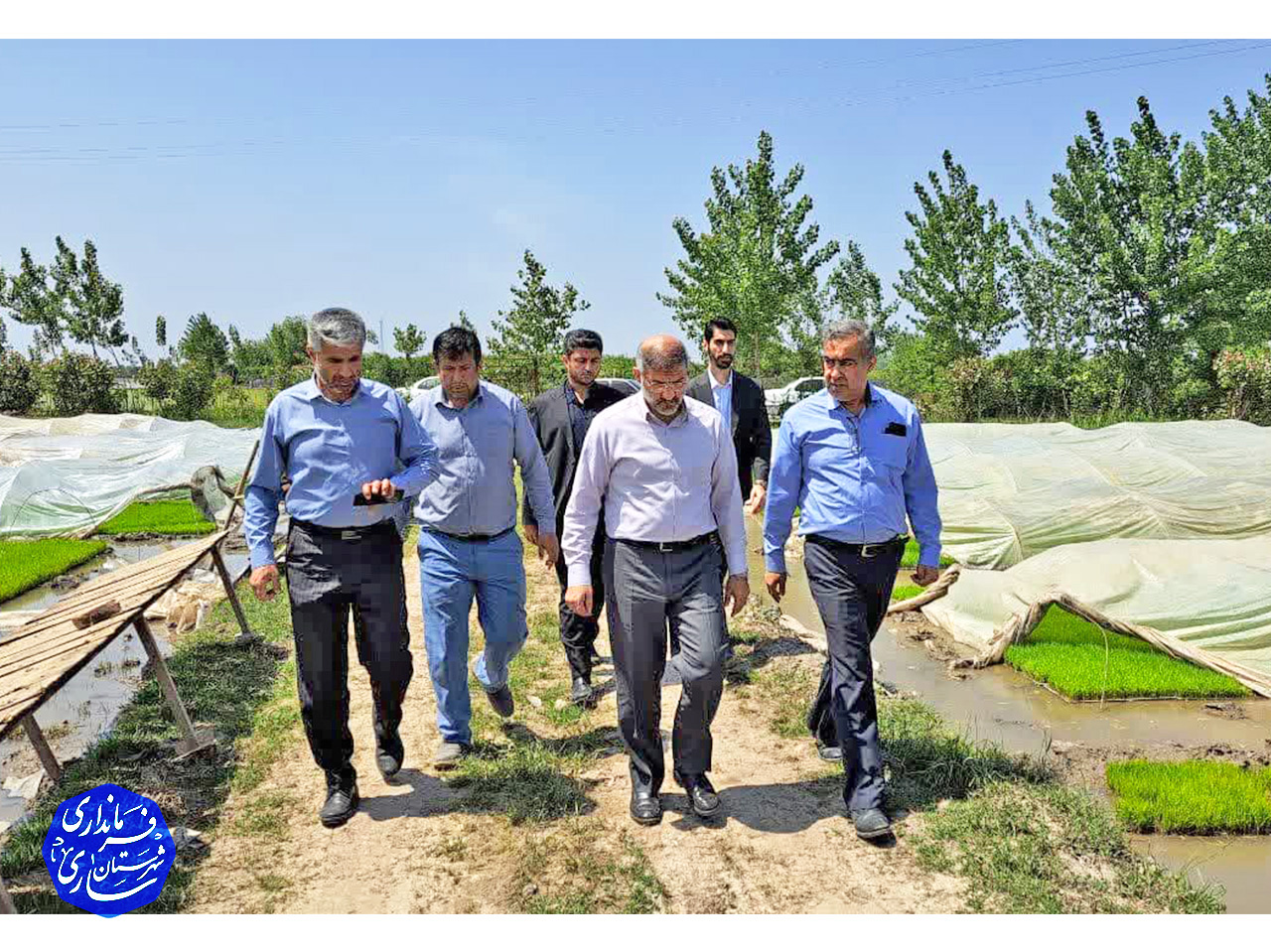 بازدید فرماندار مرکز مازندران از زمین های شالیزاری و کشاورزی در حال نشاء و آبندان روستاهای دامیر، گالشکلا و گلنشین بخش رودپی جنوبی ساری