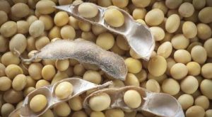 تامین ۱۱۲ هزار کیلوگرم بذر سویا در مازندران