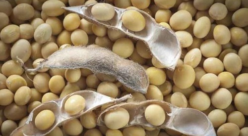 تامین ۱۱۲ هزار کیلوگرم بذر سویا در مازندران