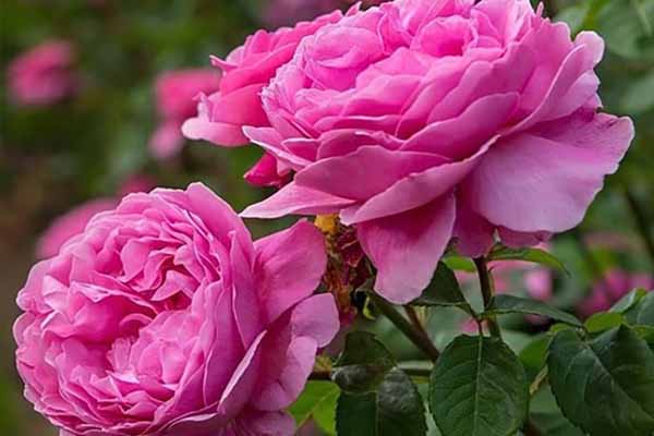 توزیع ۱۰۰۰ اصله نهال گل محمدی در شهرستان سوادکوه