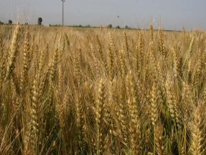 دستورالعمل خرید تضمینی گندم در ۱۴۰۲