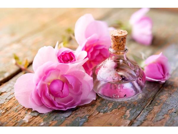 فعالیت ۱۶ واحد گلاب گیری در دودانگه شهرستان ساری