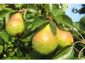 لزوم مدیریت و کنترل بر آفت پسیل گلابی