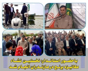 همچنان فروش مهمترین دغدغه برنجکاران است/ کشاورزان خسته و بی پناه اند!