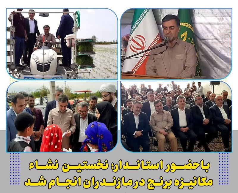 همچنان فروش مهمترین دغدغه برنجکاران است/ کشاورزان خسته و بی پناه اند!