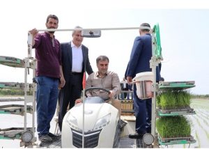 کشت برنج در ۴۳ هزار هکتار شالیزار در استان مازندران