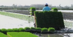 ۱۶۷ هزار هکتار شالیزار در مازندران نشاکاری شد