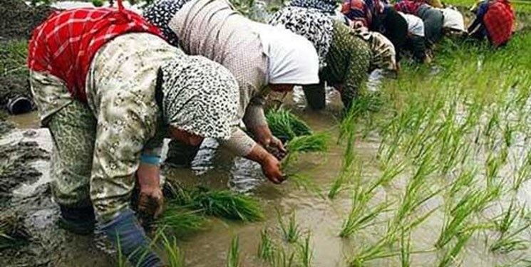 افزایش سطح زیرکشت برنج با بارندگی اخیر در استان مازندران