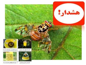 اولین شکار مگس مدیترانه ای در باغات شهرستان ساری