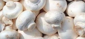 تولید ۱۶۵ تن قارچ دکمه ای در شهرستان محمودآباد