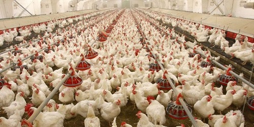 جوجه‌ریزی ۱۲ میلیون قطعه مرغ طی اردیبهشت در استان مازندران