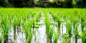 سایه تنش آبی بر سر ۱۸ هزار هکتار از شالیزارهای استان مازندران