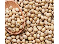 قرارداد کشت سویا در ۳۴۰ هکتار از مزارع شهرستان گلوگاه