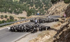 ورود دام به مناطق ییلاقی استان مازندران به شرط انجام واکسیناسیون