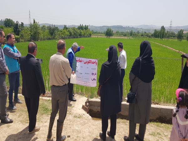 پرورش اردک در ۱۰ هزار مترمربع از شالیزارهای شهرستان ساری