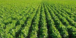 پیش‌بینی کشت سویا در ۵۰۰ هکتار از مزارع شهرستان بهشهر