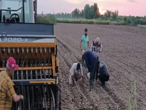 کشت بدون آب برنج در ۲۰۰۰ مترمربع مزارع در ساری