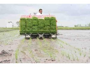 کشت مکانیزه برنج در ۳۷ هزار هکتار شالیزارهای استان مازندران