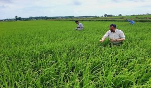 ۱۰۰۰ هکتار از شالیزارها در شهرستان محمود آباد مبارزه بیولوژیک شد