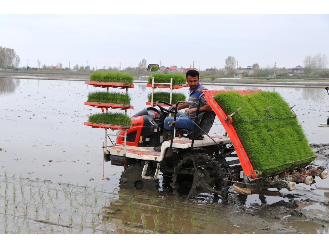 ۱۴۱ هزار هکتار شالیزار در استان مازندران مکانیزه کشت شد