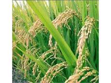 ظهور خوشه برنج در ۳۵ هزار هکتار از شالیزارهای مازندران