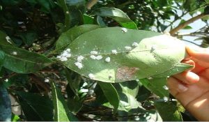 مبارزه علیه بالشک مرکبات از ۲۲ خرداد در باغات مرکبات استان مازندران