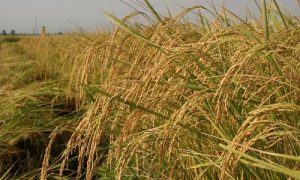 ۲۲ هزار هکتار شالیزار مازندران در مرحله رسیدگی می باشد