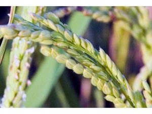 ظهور خوشه برنج در ۹۰ هزار هکتار از شالیزارها در استان مازندران