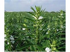 پیش بینی برداشت ۱۳ تن کنجد در شهرستان میاندورود