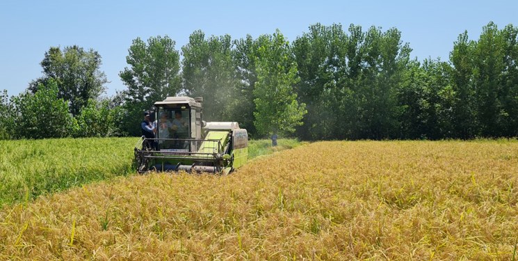 برداشت مکانیزه برنج در ۱۳۲ هزار هکتار از شالیزارهای استان مازندران