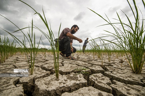 تنور داغ خشکسالی و تشنگی در استان مازندران