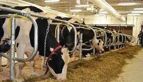 لزوم فعالیت مجدد واحدهای دامداری صنعتی غیر فعال در استان مازندران