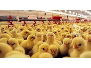 جوجه ریزی به تعداد ۴۰ هزار قطعه در شهرستان عباس آباد