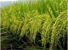 تولید ۱۰۰ هکتار شالیزار مازندران بدون مصرف سم برنج