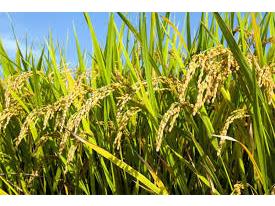 احداث کانال انتقال آب ۶۴۵ متری در شهرستان میاندورود