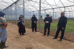 احداث گلخانه ۴۰۰۰ متر مربعی در شهرستان ساری