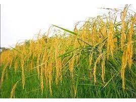 پیش‌بینی تولید ۸۱ هزار تن برنج در شهرستان جویبار