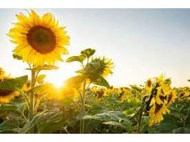 کشت جایگزین در ۳۵ هکتار از شالیزارهای شهرستان میاندورود